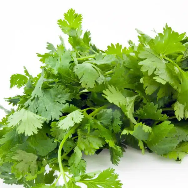 Como usar las hierbas aromáticas en la cocina: Cilantro