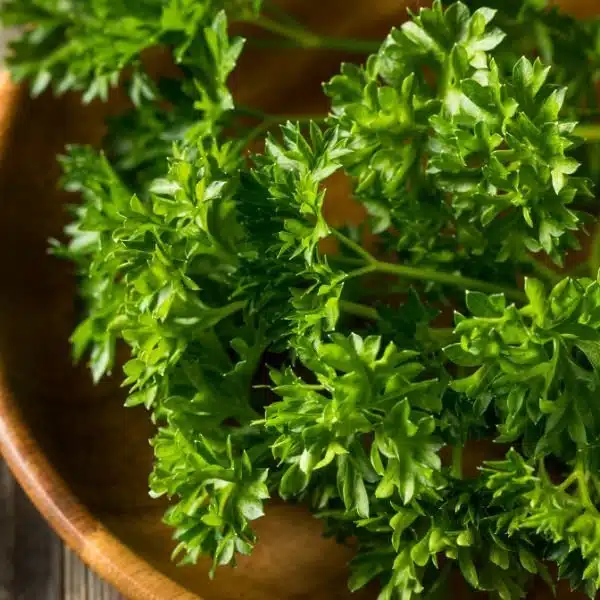 perejil rizado