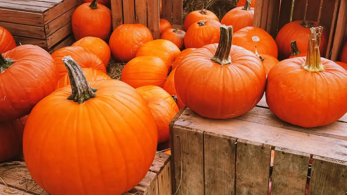 Recetas con calabaza